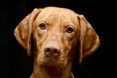 Çok güzel bir Macar Vizsla, atış, stüdyo portre siyah izole.