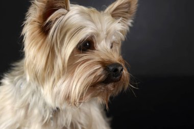 Beautyful Yorkshire Terrier sanatsal portre Studio