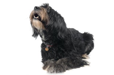 beyaz bir arka plan kablolu saç mixedbreed köpek