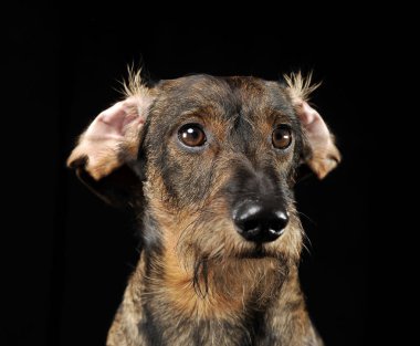 Saç dachshund bükülmüş kulakları portre siyah fotoğraf Studio ile kablolu