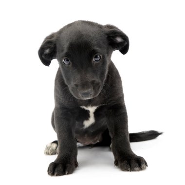 Beyaz arka plan üzerinde oturan bir şirin karışık doğurmak köpek köpek yavrusu doz stüdyo.