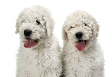 Two puppy komondors portait in white studio clipart