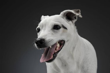 komik kulakları portre gri arka planda beyaz karışık doğurmak köpek