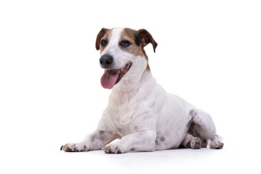 Çok güzel bir Jack Russell Terrier beyaz arka plan üzerinde yalan stüdyo çekim.
