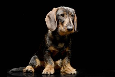 Siyah arka plan üzerine oturan sevimli bir Dachshund stüdyo çekim.