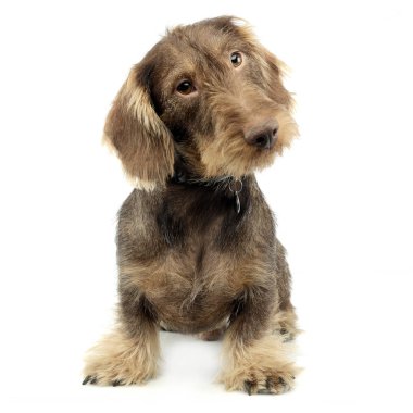Stüdyo çekim çok güzel bir tel saçlı Dachshund beyaz arka plan üzerinde oturan.