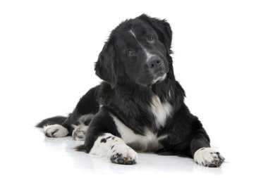 Beyaz arka plan üzerinde yalan bir çok güzel karışık doğurmak köpek stüdyo çekim.