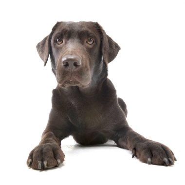 Stüdyo çekim çok güzel bir Labrador Retriever beyaz arka plan üzerinde yalan.