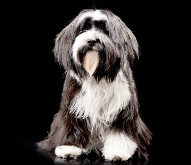 Çok güzel bir Tibet Terrier siyah arka plan üzerine oturan stüdyo çekim.