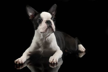 Köpek yavrusu Boston korkunç karanlıkta rahatlatıcı