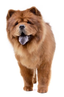 Çok güzel bir Havanese ayakta beyaz arka plan üzerinde stüdyo çekim.