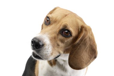 Çok güzel bir Beagle, atış, stüdyo portresi üzerine beyaz izole.