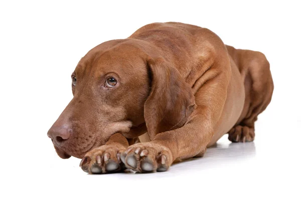 Estudio Una Adorable Vizsla Húngara Vizsla Magiar Tumbada Sobre Fondo — Foto de Stock