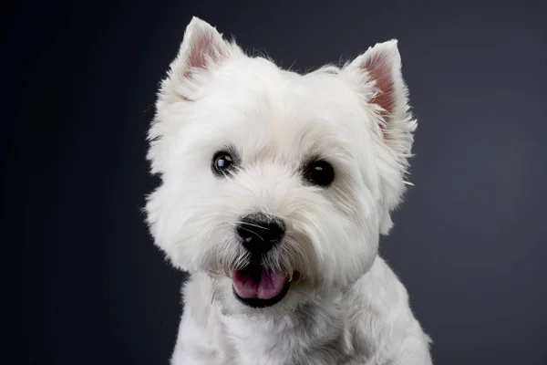 Retrato Bonito Oeste Highland Branco Terrier Tiro Estúdio Isolado Cinza — Fotografia de Stock