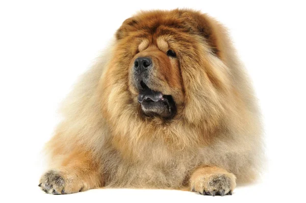 Närbild Bild Liggande Chow Chow — Stockfoto