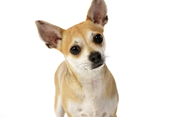 Porträtt Bedårande Chihuahua Studio Skott Isolerad Vit — Stockfoto
