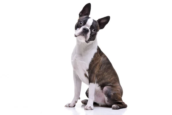 Studio Skott Bedårande Boston Terrier Som Sitter Vit Bakgrund — Stockfoto