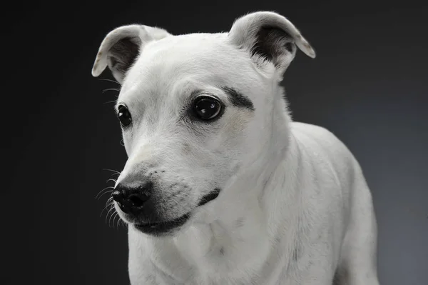 Bílý Kříženec Pes Směšné Uši Portrét Šedém Pozadí — Stock fotografie
