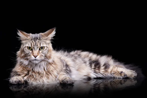 Studio Skott Bedårande Tabby Katt Liggande Svart Bakgrund — Stockfoto