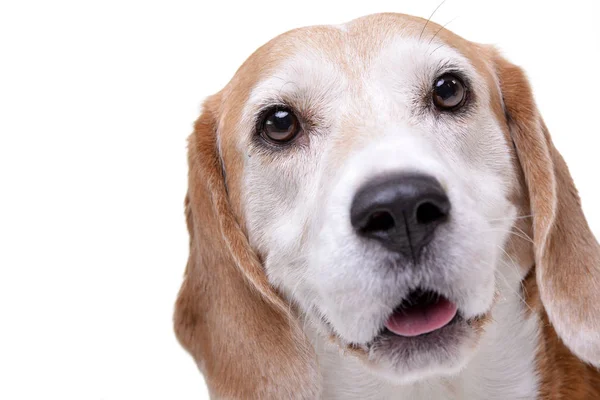 Retrato Adorable Beagle Aislado Sobre Fondo Blanco — Foto de Stock