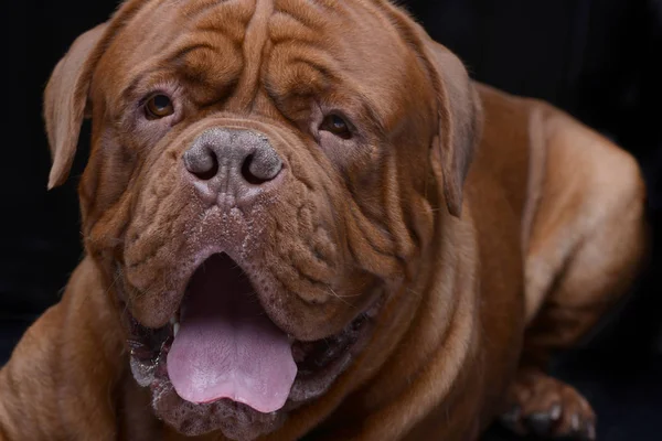 Retrato Adorável Dogue Bordeaux Isolado Sobre Fundo Preto — Fotografia de Stock