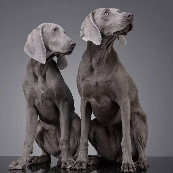 Gri arka plan üzerinde oturan iki sevimli Weimaraner stüdyo çekim.