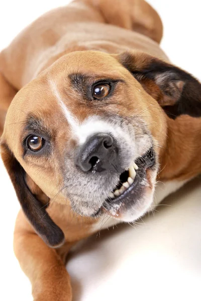 Studio Shot Angry Staffordshire Terrier Lying White Background — Stock Photo, Image