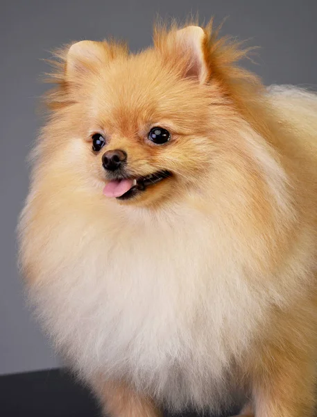 스러운 Pomeranian 스튜디오 촬영의 회색에 — 스톡 사진