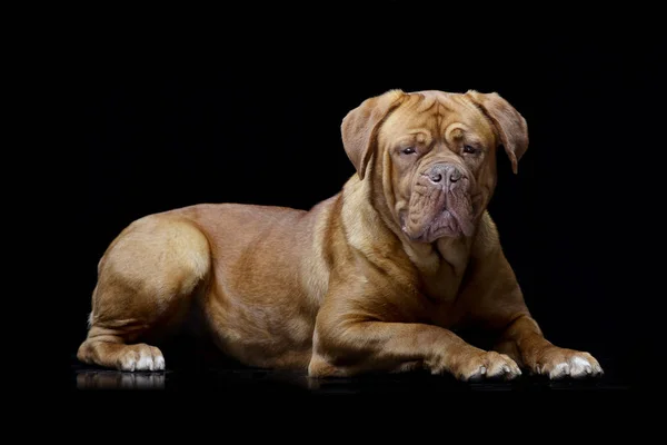 Studio Skott Bedårande Dogue Bordeaux Liggande Svart Bakgrund — Stockfoto