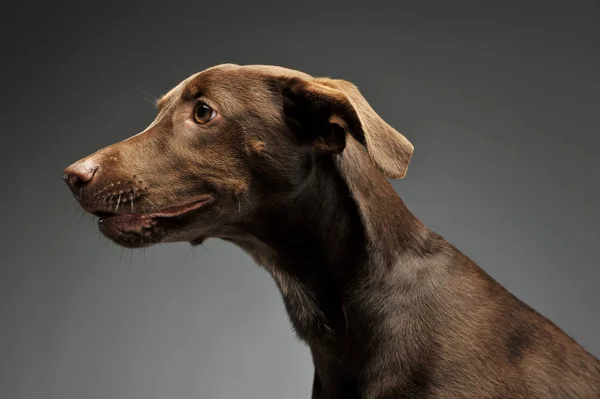 美しい飛行耳混合された品種犬側の肖像画に灰色の背景 — ストック写真