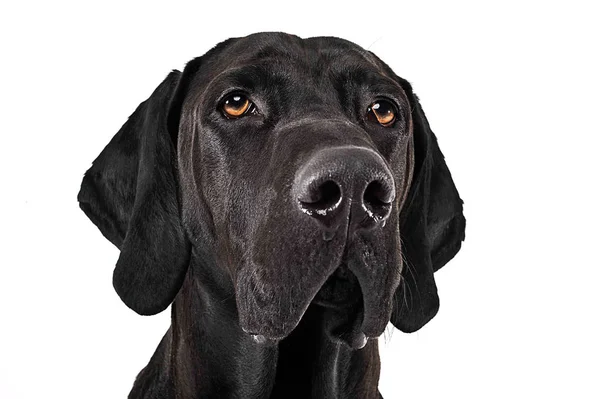 Mischling Schwarzer Hund Portrait Weißem Studio — Stockfoto