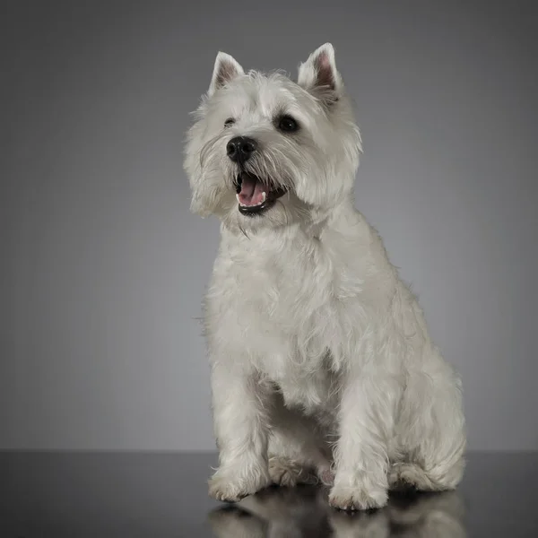 West Highland White Terrier Zittend Een Glanzende Grijze Achtergrond — Stockfoto