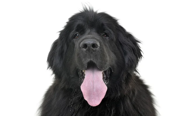 Retrato Adorável Cão Terra Nova Isolado Fundo Branco — Fotografia de Stock