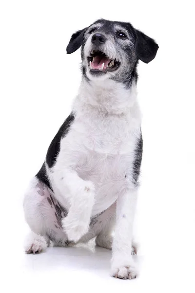 Studio Στιγμιότυπο Από Ένα Αξιολάτρευτο Ημίαιμο Σκυλί Κάθεται Λευκό Φόντο — Φωτογραφία Αρχείου