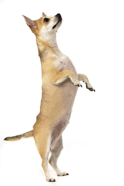 Adorable Chihuahua Standing Hind Legs Studio Shot Isolated White — стоковое фото