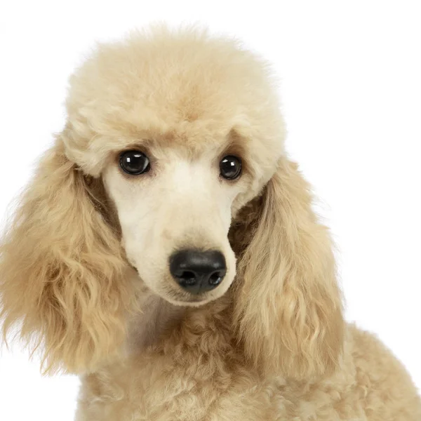 Sevimli Fino Köpeği Portre Beyaz Stüdyo Arka Planda — Stok fotoğraf