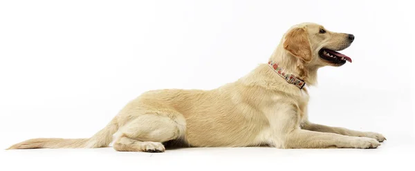 Beyaz arka plan üzerinde yalan bir sevimli Golden retriever köpek yavrusu doz stüdyo.