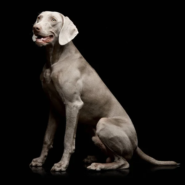 Estúdio Tiro Adorável Weimaraner Sentado Sobre Fundo Preto — Fotografia de Stock