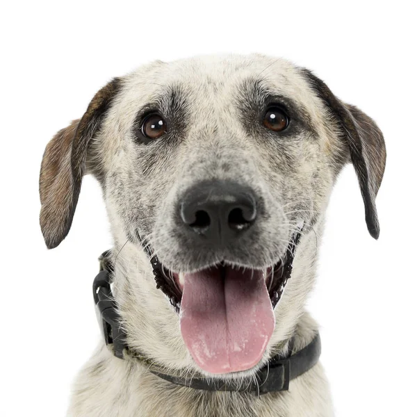 Sonsuz Beyaz Arka Planda Poz Beyaz Karışık Bgreed Köpek — Stok fotoğraf