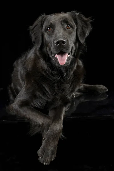 Studio Πυροβόλησε Ένα Αξιολάτρευτο Μικτή Φυλή Σκύλου Ξαπλωμένος Μαύρο Φόντο — Φωτογραφία Αρχείου