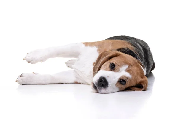 Studio Στιγμιότυπο Από Ένα Αξιολάτρευτο Beagle Ξαπλωμένος Λευκό Φόντο — Φωτογραφία Αρχείου