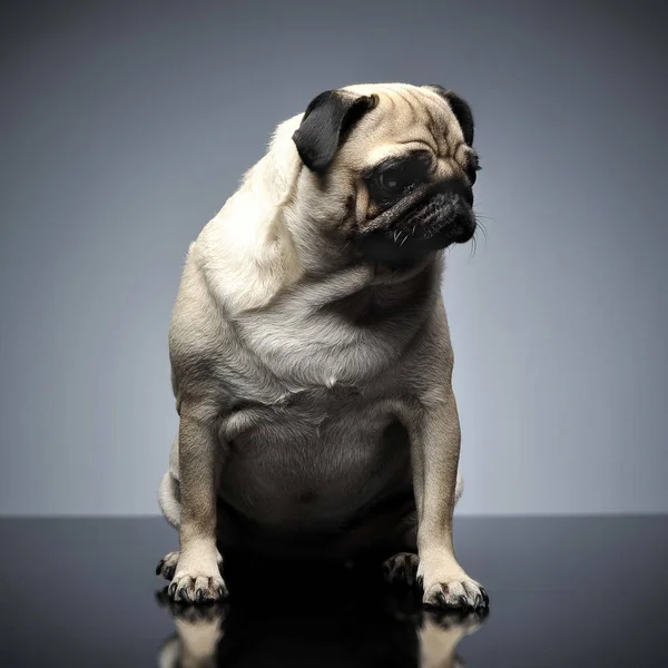 Cute Pug Sitting Grey Photo Studio — Stock Photo, Image