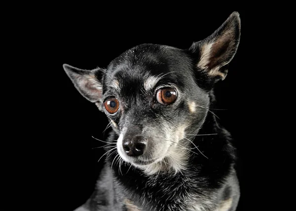 Negro Lindo Chihuahua Negro Foto Estudio — Foto de Stock