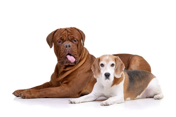 Estúdio Adorável Dogue Bordeaux Beagle Deitado Sobre Fundo Branco — Fotografia de Stock
