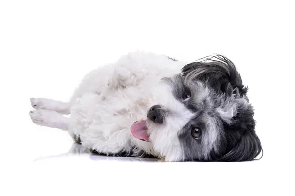 Estúdio Tiro Cão Havanese Adorável Deitado Sobre Fundo Branco — Fotografia de Stock