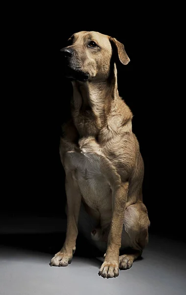 Raza Mixta Perro Marrón Con Ojos Mágicos Sentado Fondo Negro —  Fotos de Stock