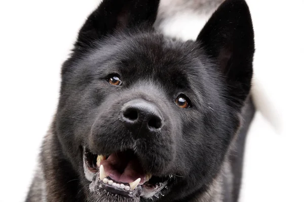 Portret Van Een Schattig Amerikaanse Akita Geïsoleerd Witte Achtergrond — Stockfoto