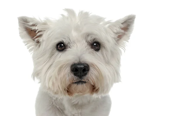 West Highland White Terrier Retrato Blanco Estudio —  Fotos de Stock