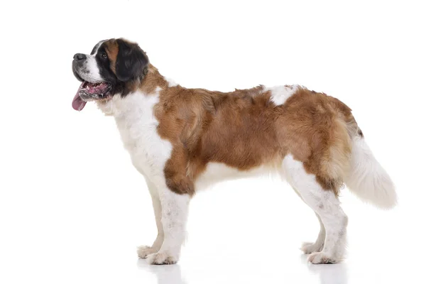 Çok güzel bir St. Bernhardshund - stüdyo çekim Bernhardiner ayakta beyaz arka plan üzerinde.