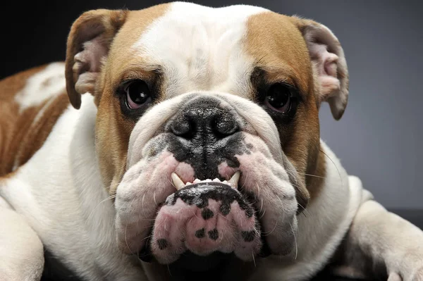 Ngilizce Bulldoghaving Eğlenceli Bir Gri Fotoğraf Stüdyosu — Stok fotoğraf